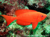 poisson, gros yeux, rouge, ou argenté bandes rouges, queue échancrée
