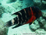 Poisson, assez gros, noir, bandes verticales blanches, tête et avant du corps rouge