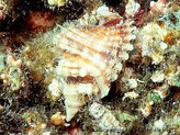 escargot de mer, coquille nervures larges, bordure dents larges, face ventrale, dentée