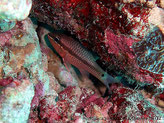 Poisson,  première nageoire dorsale jaune, pédoncule caudal, tache noire 