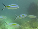 poisson, fuselé, gris bleuté, bande horizontale jaune-doré, bordée de bleu-clair