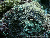 corail dur, submassif, lame épaisse, grandes corallites en saillie, inclinées