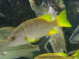 Poisson, comprimé latéralement, gris brunâtre, dos olivâtre, nageoires jaunes