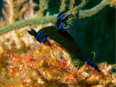 Nudibranche, corps vert-foncé, tête, bande, bleu-vif, bouche bleu-vif, 