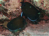 poisson, brun, rayé, noir, ocelle bleu-foncé , bordure nageoires, bleu-vif