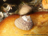 escargot de mer, crème, motif chevron violacé, pointe émoussé, nacrée ou orange
