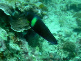 poisson, allongé, brun, bande jaune à blanchâtre, fines lignes horizontale bleues