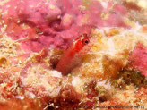 blennie,  tête 3 bandes rouges derrière les yeux, joue points rouges, cirrhes rayés blanc rouge, corps bandes verticales formées de points rouges