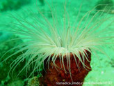 cérianthe, tube large, plissé, tentacules longs, fins, couleur variable, tentacules courts, droits, fins , couleur différente