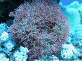 Algue rouge, buisson, rose crème, branches calcifiées, fines, divisées en 2, 
