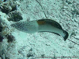poisson, allongé, museau pointu, tête blanche points noirs, bande blanche verticale, corps blanc verdâtre, nageoires blanches points noirs