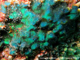 algue verte, bleu-vert ou bleu-vif, forme incrustante coussin, velouté, contournée