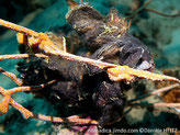 bivalve, bordure grosses dents en zigzag