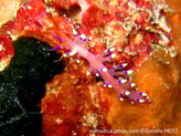 Nudibranche, corps transparent orangé-mauve, papilles, terminaison, anneau violet pointe blanche, rhinophores orange