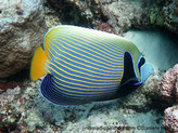 poisson, bleu, rayures jaunes, rayures, large tache noire, masque noir