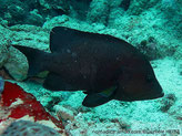 poisson, brun foncé, noir, ventre, barre verticale blanchâtre