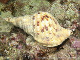 coquillage, grande coquille spiralé, motif tuiles brunes, pied crème taches brun clair, tentacules noires, anneaux jaunes