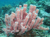 éponge, groupe tubes creux, rose-mauve, surface conules dispersés
