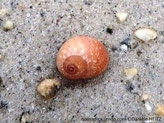 escargot de mer, spiralé, couleur caramel, taches  irrégulières blanches