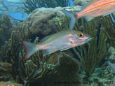 Poisson, comprimé, dos gris verdâtre, nageoire caudale à bordure rouge