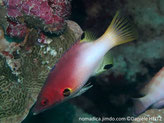 poisson, corps bicolore rouge, blanc, nageoires, taches noires cerclées jaunes