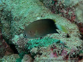 poisson, comprimé latéralement, gris-brunâtre, pédoncule caudal blanc, queue blanche bande jaune terminale