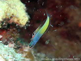 poisson, allongé, bleu-pâle et jaune-pâle, nageoire dorsale, tache noire allongée, bordée de blanc,  tête, museau barré d'une ligne blanc 