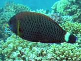 poisson, allongé, ovale, grisâtre, queue, bande verticale blanche, tête, bouche tache jaune, trait bleu 