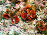 algue rouge, forme éventail, petit, rouge-orangé à jaunâtre marge rouge, bord lisse ou lobé