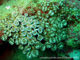corail mou, colonie, forme champignon, polype, disque plat, bouche centrale,  tentacules en bordure externe