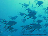 Poisson, comprimé, nageoires dorsale et anale, lobes très allongés, bordure noire, queue très échancrée, bordure noire