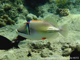 poisson, ovale, coloré