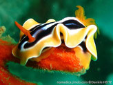 nudibranche, jupe large,  dos rayé noir et blanc, bordure orange et liseré blanc, rhinophores et panache branchial orange