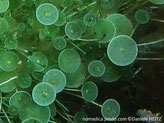 algue verte, forme d'ombrelle vert-pâle,disque strié