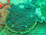 corail dur, plaque, surface nervures épaisses