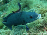 poisson, forme allongé, massive, bleu-foncé, bouche,  lèvres épaisses bleues