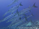 poisson, allongé, argenté, dos, bandes verticales sombres