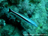 poisson, long, bande noire, queue noire, tache blanche