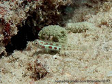 Poisson, petit, corps semi-transparent, 3 taches rougeâtre sur fond blanc, colonne vertébrale, série de traits blanc rougeâtre 