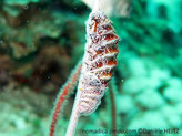 huître, coquille, allongée, bord, fins zig-zag,