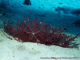 gorgone, forme flabellée, couleur pourpre, polypes à 8 tentacules pennés centre blanc