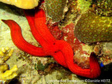 Etoile de mer, rouge vif, motif de plaques plus sombres, disque central réduit, longs bras cylindriques, bouts effilés, brun-foncé, 