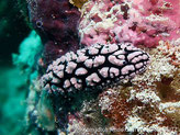 nudibranche verruqueux, noir, groupe de verrues blanc à blanc rosé ou verdâtre
