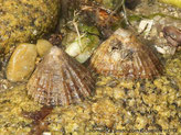 gastropode, forme chapeau chinois, brunâtre, surface légèrement striées