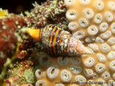 Escargot de mer, couleur jaune-orangé, bandes brun-foncé, coquille allongée, spiralé, légers renflement, siphon allongé, 