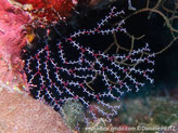 Gorgone, bicolore, branches fines, divisées en deux, noeuds  rouge-rosé, polypes espacés