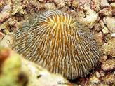 corail champignon, forme, dôme circulaire, cloisons épaisses autour de la bouche