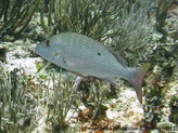 Poisson, comprimé, profond, argenté ou olivâtre, bandes verticales pâle, arrière dos, tache noire, joue, 1 ligne bleue  sous l'oeil à la partie supérieur opercule 