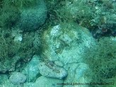 poulpe, couleur claire mais variable, 8 tentacules à ventouses
