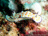 nudibranche, blanc gros points oranges, bordure violette,  panache branchial simple, bord violet , rhynophores lamellaires violets